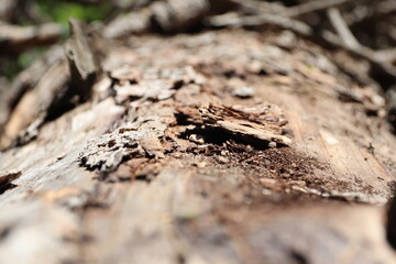 old tree stump