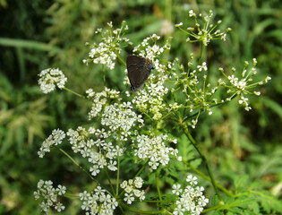 BlackButterflyHemlock