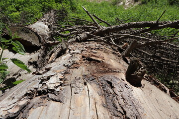 old tree stump