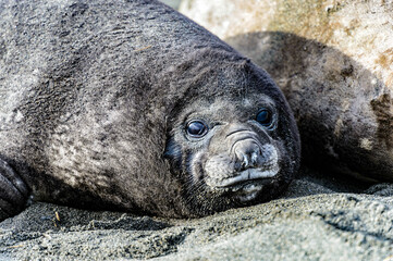 Atlantic seal and its surprised look.
