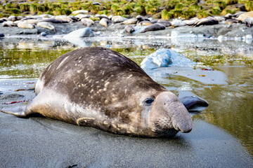 Elephant seal takes a rest alone.