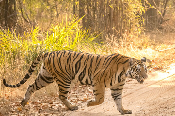 Naklejka na ściany i meble Female Tiger with ferocious look at Bandhavgarh National Park walking in its territory 