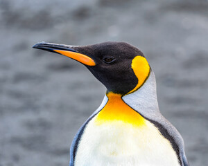 Penguins of South Georgia