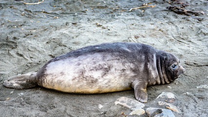 Poor little seal