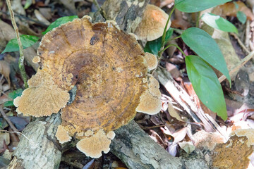 tree trunk with mushroom, Lazy beach, koh rong samloem island, Sihanoukville, Cambodia.