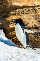 Fototapeta premium Penguins of Antarctica
