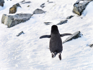 Penguins of Antarctica