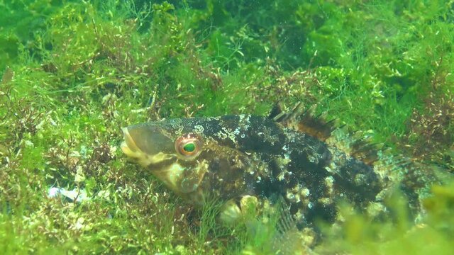 Fishes of the Black Sea. Large male fish Grey wrasse (Sympodus cinereus) guards eggs on a nest built from algae