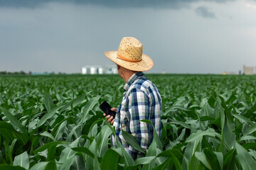 Portrait of senior farmer standing in corn field examining crop.