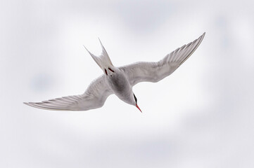 Birds of SouthPole