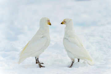 Snowy Sheathbill
