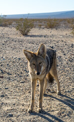 Wild cayote in the Death Valley. One in the desert.