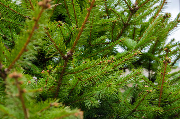 Young branches of a spruce tree.