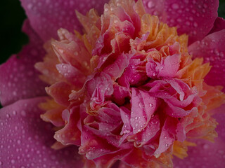 Pink Flower Closeup
