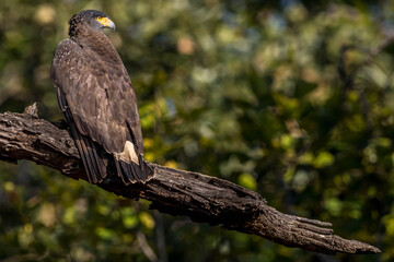 serpent eagle bird looking for the food in the bandipur forest area
