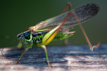 grasshopper on the macro Board