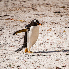Gentoo penguin portrait on the Falkland Island