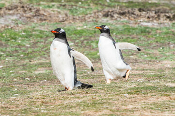 Close up of a gentoo penguin in Antarctica