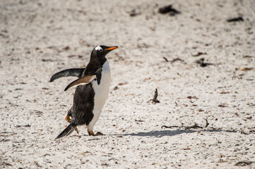 Fototapeta premium Gentoo penguin portrait on the Falkland Island