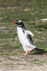 Close up of a gentoo penguin in Antarctica