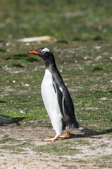 Close up of a gentoo penguin in Antarctica
