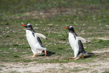 Close up of a gentoo penguin in Antarctica