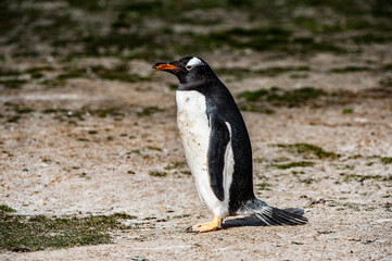 Close up of a gentoo penguin in Antarctica