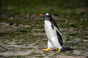 Close up of a gentoo penguin in Antarctica