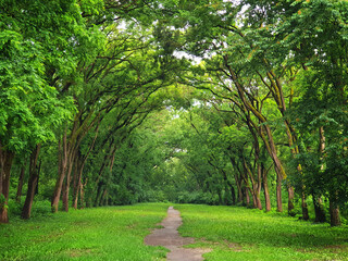 Picturesque alley in the park in the saturated colors of early summer.
