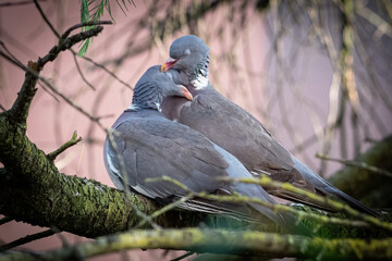 Coppia di piccioni in primo piano  in tenero atteggiamento