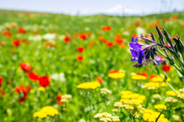 Field of red wild tulips