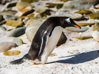 Close view of a gentoo penguin