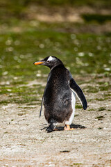 Gentoo penguin from the back