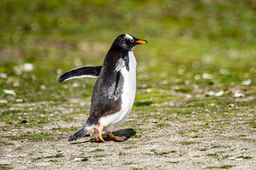 Gentoo penguin from the back