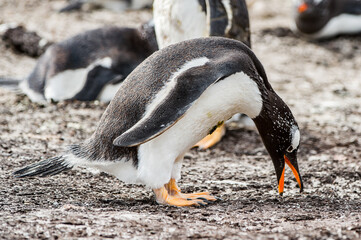 Close view of a gentoo penguin