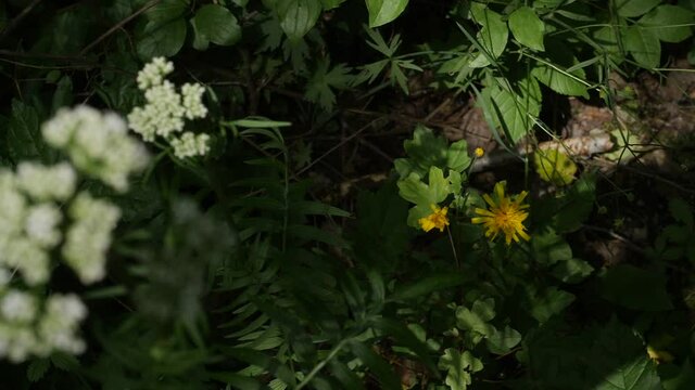 hawkweed or habichtskraut in slowmotion an 4k in the forst in the shadow an the sun comes to light up here beauty