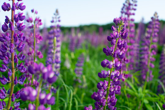 lavender field in provence © Мария Каськова