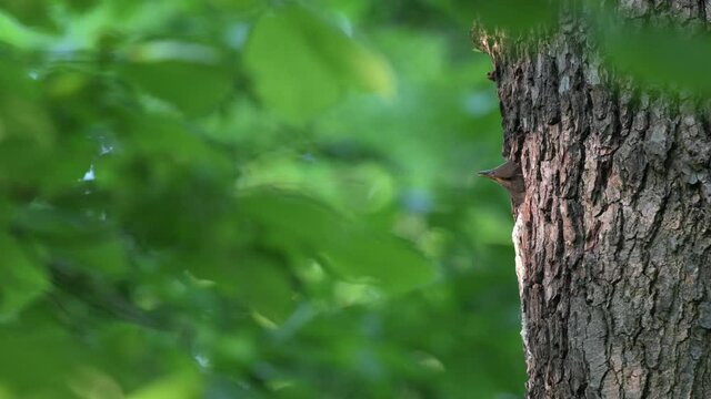 Starling arriving to feed the chick. Insects in the beak as food. The chick peeks out of the nest. Nest in the hollow of a tree.