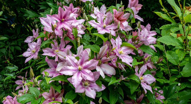 Clematis "Nelly Moser" is a genus of about 300 species within the buttercup family, Ranunculaceae.