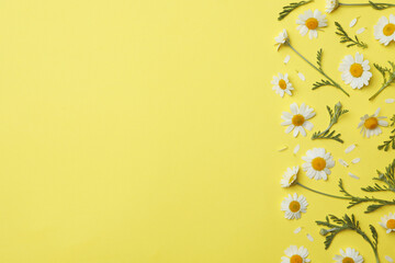 Flat lay composition with fresh chamomiles on yellow background. Space for text