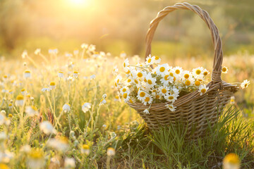 Wicker basket with beautiful chamomiles in meadow on sunny day