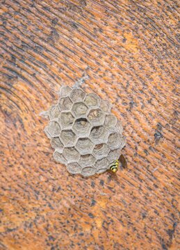 Macro Shot Of A Yellow Jacket Wasp On It's Nest