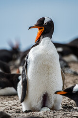 Little gentoo penguin in Antarctica