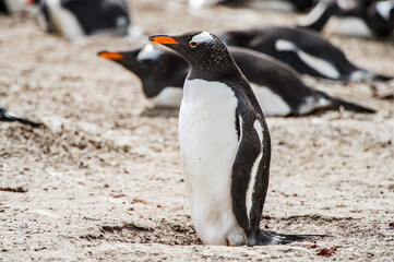 Beautiful penguin on the sand on the Falkland Islands