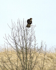 Common buzzard (buteo buteo) perching on the top of the bare tree on early and windy spring day 