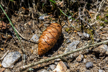 Pinecone on the ground
