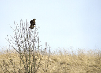 Common buzzard (buteo buteo) perching on the top of the bare tree on early and windy spring day 
