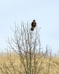 Common buzzard (buteo buteo) perching on the top of the bare tree on early and windy spring day 
