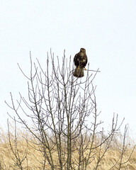 Common buzzard (buteo buteo) perching on the top of the bare tree amidst meadow with yellow dry...