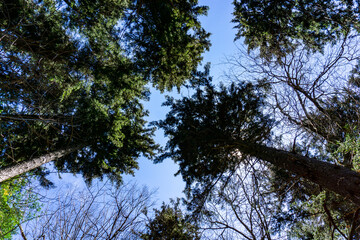 trees and sky